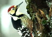 道鸟-济州白背啄木鸟